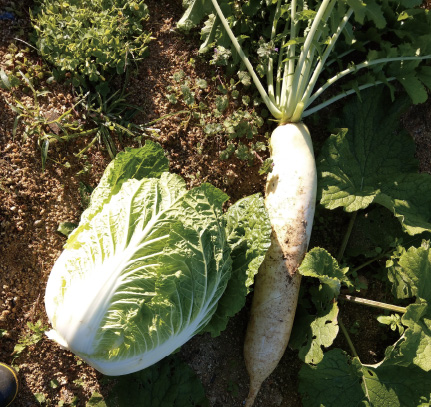 季節の野菜たち